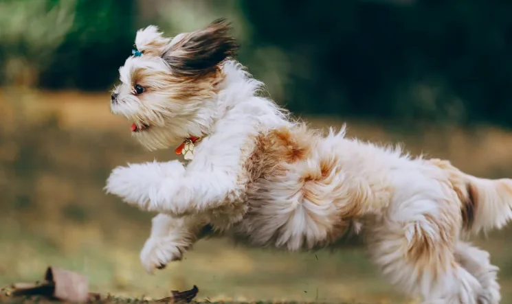 Frutta velenosa per cani: ecco quale